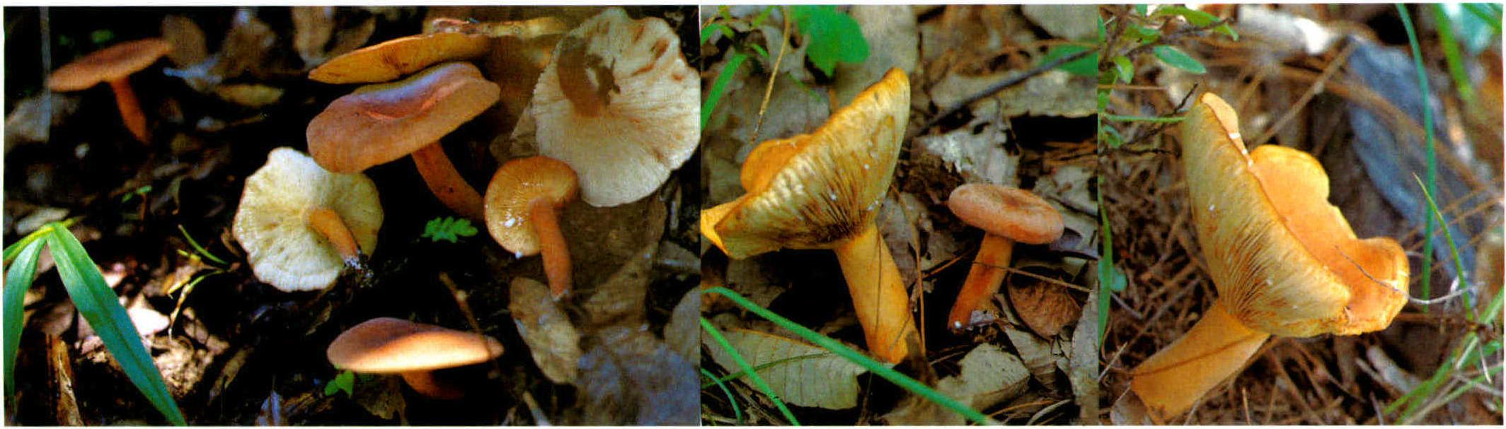 Lactarius volemus Fr.